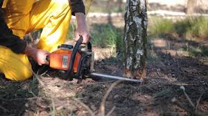Best Tree Trimming and Pruning  in Palermo, CA