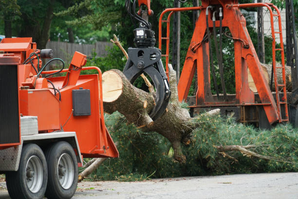 Best Tree and Shrub Care  in Palermo, CA